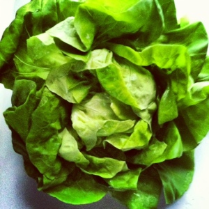 bib lettuce