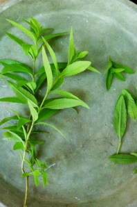 lemon verbena